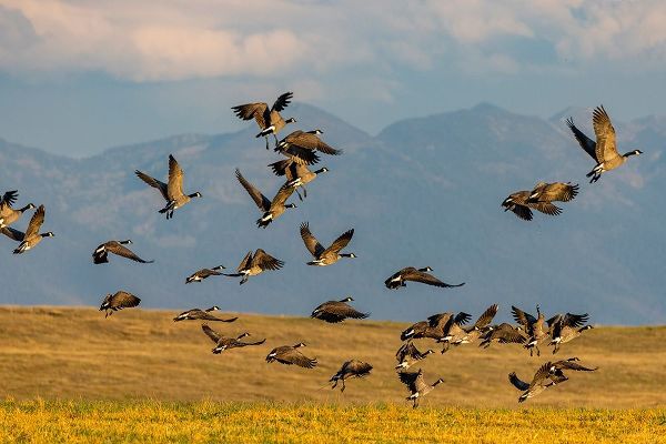 Haney, Chuck 아티스트의 Canada geese take off for flight in the Flathead Valley-Montana-USA작품입니다.